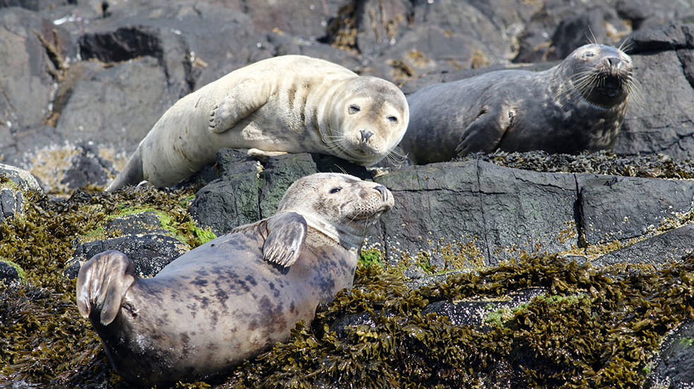 Wildlife watching in the UK: seals in the Farne Islands